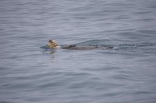 Sea_Otter_1.jpg