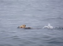 Sea_Otter_2.jpg