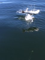 photo_1_1.sized.jpg