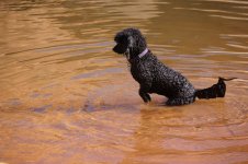 The_fishing_dog_lunge.jpg
