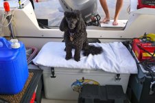 Spoiled_dog_does_not_get_feet_wet.jpg
