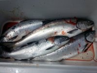 salmon.sized.jpg
