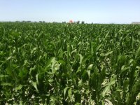 Corn_4th_of_July_2015.sized.jpg