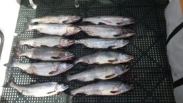 20150824_145041.sized.jpg