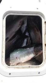 20150824_144741.sized.jpg