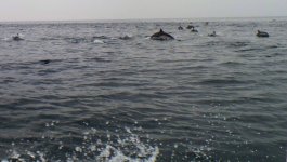 Dolphin_1.jpg