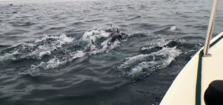 Dolphin_3.jpg