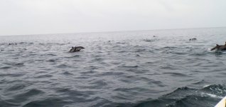 Dolphin_4.jpg