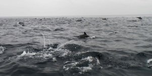 Dolphin_5.jpg