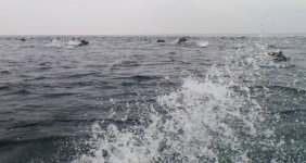 Dolphin_6.jpg