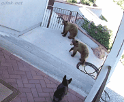 tumblr_nvoyqvrm6Q1s2yegdo1_400.gif