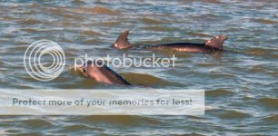 Sailing17Dolphins_zpsftybgj0k.jpg