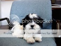 Baxter%20in%20Dads%20Chair.jpg