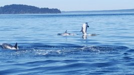 dolphin_2.sized.jpg