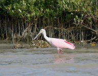 19Spoonbill.jpg