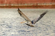 12Pelican.jpg