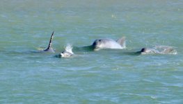 15DolphinGroup.jpg