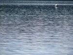 IMG_3113.thumb.jpg