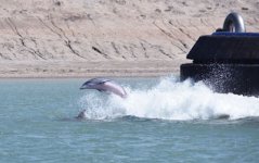 39DolphinBowSurfing.jpg 39DolphinBowSurfing.jpg