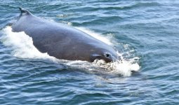 093LookingDownBlowHole.jpg
