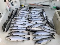 Atlantic_Salmon_1.sized.jpg