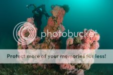 Anchor_ART0172_zpsm27wauyp.jpg