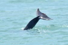 43Tail.jpg