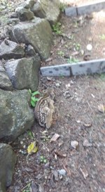May_31_fawn.sized.jpg May_31_fawn.sized.jpg