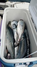 Chinook_Coho_Limit.sized.jpg