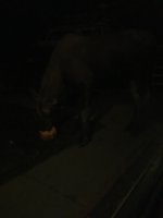 IMG_0506.sized.jpg