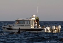 Orcas4_001.jpg