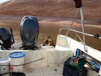 Briggs_y_trying_to_get_back_on_the_boat_by_himself.jpg