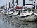 3_Bellingham_Line_of_C_D_s_2009_917.thumb.jpg