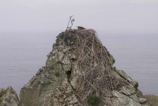 Westend_Nest_001.jpg