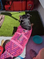 lola_boat_6_17.jpg