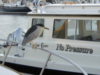 ight_Herons_Nycticorax_nycticorax_with_No_Pressure.jpg