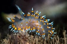 Antiopella_barbarensis.jpg