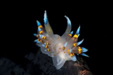 Dock_Dive_DSC0791.jpg
