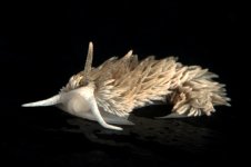 Shag_Rug_nudibranch_Aeolidia_loui.jpg