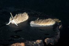 Dock_Dive_DSC1115.jpg