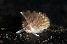 Dock_Dive_DSC1124.jpg