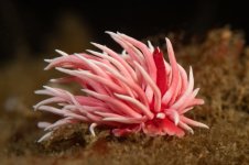 Kevin_s_Reef_DSC1423_small.jpg