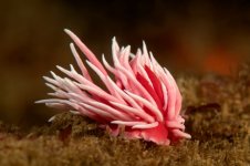 Kevin_s_Reef_DSC1424_small.jpg