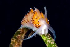Willow_Cove_DSC2470.jpg