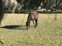 172PlumOrchardWildHorse.jpg