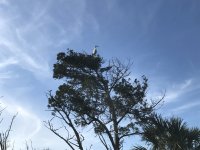 230Egret.jpg