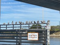 249_Pelicans.jpg 249_Pelicans.jpg