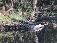 312SaltSprignsAlligator.jpg