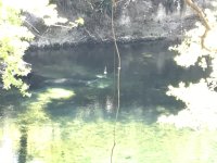 389BlueSpringsManatees.jpg