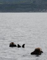 otters.sized.jpg